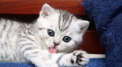 Optimalna dob za kupovinu mače